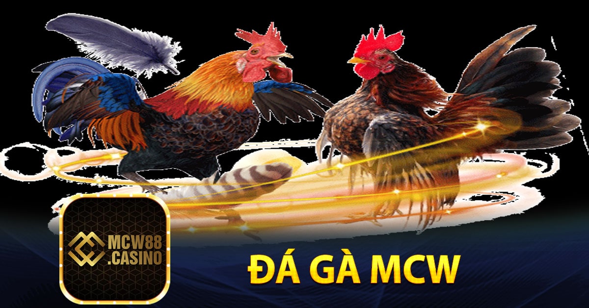 Đôi nét về sân chơi đá gà Mcw