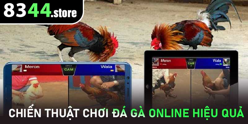 Chiến thuật chơi Đá Gà Online hiệu quả